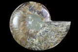 Polished Ammonite Fossil (Half) - Agatized #72946-1